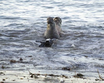 Seal, Northern Elephant, Bulls, 2 fighting-123006-Piedras Blancas, CA, Pacific Ocean-0144.jpg