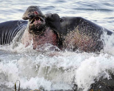 Seal, Northern Elephant, Bulls, 2 fighting-123006-Piedras Blancas, CA, Pacific Ocean-0257.jpg