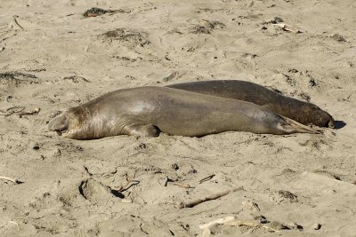 Seal, Northern Elephant, Bull, 2 young-122906-Piedras Blancas, CA, Pacific Ocean-0422.jpg