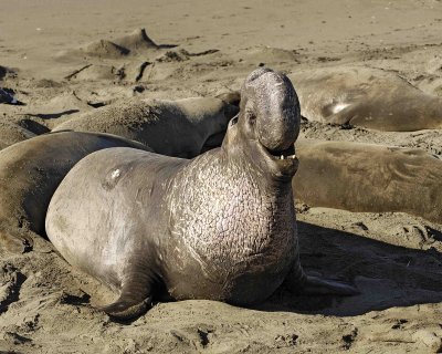 Seal, Northern Elephant, Bull, bellowing-122906-Piedras Blancas, CA, Pacific Ocean-0675.jpg