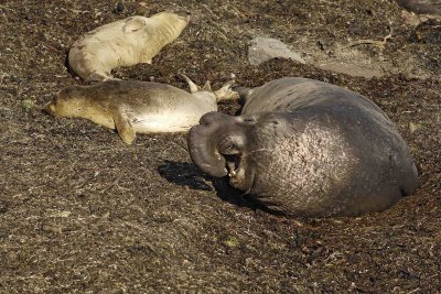 Seal, Northern Elephant, Bull, bellowing-122906-Piedras Blancas, CA, Pacific Ocean-0792.jpg
