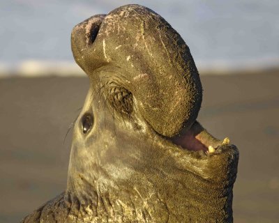 Seal, Northern Elephant, Bull, bellowing-123006-Piedras Blancas, CA, Pacific Ocean-0290.jpg