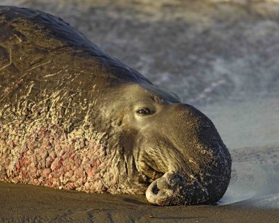Seal, Northern Elephant, Bull, blood from fight-123006-Piedras Blancas, CA, Pacific Ocean-0305.jpg