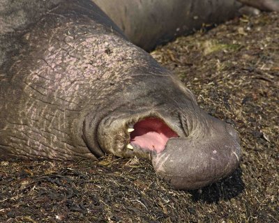 Seal, Northern Elephant, Bull, mouth open-122906-Piedras Blancas, CA, Pacific Ocean-0557.jpg