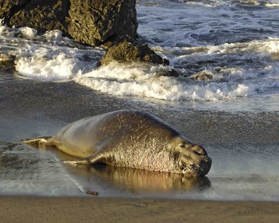 Seal, Northern Elephant, Bull, scars from fight-123006-Piedras Blancas, CA, Pacific Ocean-0199.jpg
