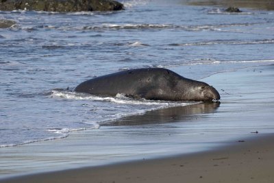 Seal, Northern Elephant ,Bull, Young-122906-Piedras Blancas, CA, Pacific Ocean-0064.jpg