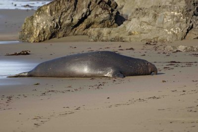 Seal, Northern Elephant, Bull, Young-122906-Piedras Blancas, CA, Pacific Ocean-0070.jpg