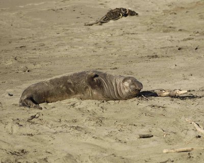 Seal, Northern Elephant, Bull, Young-122906-Piedras Blancas, CA, Pacific Ocean-0344.jpg