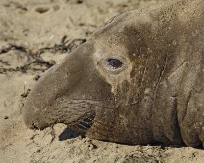 Seal, Northern Elephant, Bull, young-122906-Piedras Blancas, CA, Pacific Ocean-0506.jpg