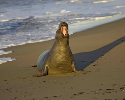 Seal, Northern Elephant, Bull, young-123006-Piedras Blancas, CA, Pacific Ocean-0281.jpg