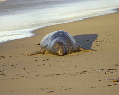 Seal, Northern Elephant, Bull, young-123006-Piedras Blancas, CA, Pacific Ocean-0282.jpg