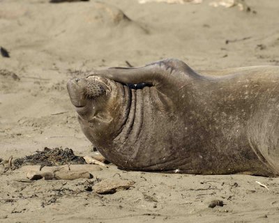 Seal, Northern Elephant, Bull, young, scratching-122906-Piedras Blancas, CA, Pacific Ocean-0501.jpg