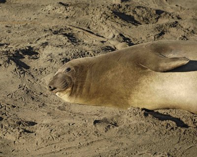Seal, Northern Elephant, Cow-123006-Piedras Blancas, CA, Pacific Ocean-0661.jpg