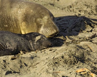 Seal, Northern Elephant, Cow , Pup-122906-Piedras Blancas, CA, Pacific Ocean-0001.jpg