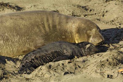 Seal, Northern Elephant, Cow,  Pup-122906-Piedras Blancas, CA, Pacific Ocean-0002.jpg