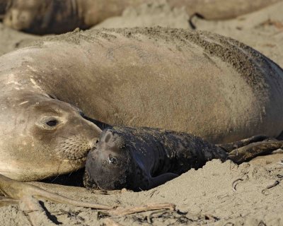 Seal, Northern Elephant, Cow,  Pup-122906-Piedras Blancas, CA, Pacific Ocean-0097.jpg