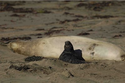 Seal, Northern Elephant, Cow,  Pup-122906-Piedras Blancas, CA, Pacific Ocean-0208.jpg