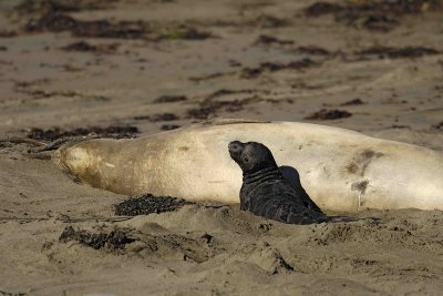 Seal, Northern Elephant, Cow,  Pup-122906-Piedras Blancas, CA, Pacific Ocean-0210.jpg
