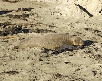 Seal, Northern Elephant, Cow,  Pup-122906-Piedras Blancas, CA, Pacific Ocean-0246.jpg
