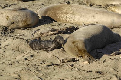 Seal, Northern Elephant, Cow,  Pup-122906-Piedras Blancas, CA, Pacific Ocean-0303.jpg