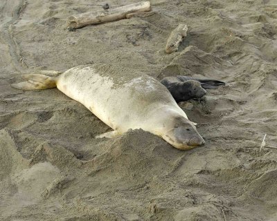 Seal, Northern Elephant, Cow,  Pup-123006-Piedras Blancas, CA, Pacific Ocean-0148.jpg