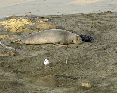 Seal, Northern Elephant, Cow,  Pup-123006-Piedras Blancas, CA, Pacific Ocean-0149.jpg