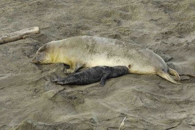 Seal, Northern Elephant, Cow,  Pup-123006-Piedras Blancas, CA, Pacific Ocean-0158.jpg