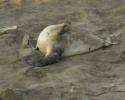 Seal, Northern Elephant, Cow,  Pup-123006-Piedras Blancas, CA, Pacific Ocean-0167.jpg