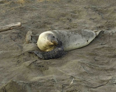Seal, Northern Elephant, Cow,  Pup-123006-Piedras Blancas, CA, Pacific Ocean-0169.jpg