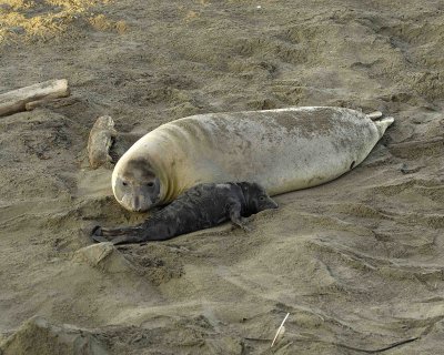 Seal, Northern Elephant, Cow,  Pup-123006-Piedras Blancas, CA, Pacific Ocean-0180.jpg
