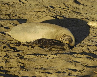 Seal, Northern Elephant, Cow,  Pup-123006-Piedras Blancas, CA, Pacific Ocean-0216.jpg