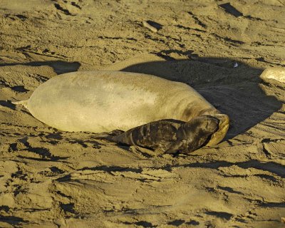 Seal, Northern Elephant, Cow, Pup-123006-Piedras Blancas, CA, Pacific Ocean-0217.jpg