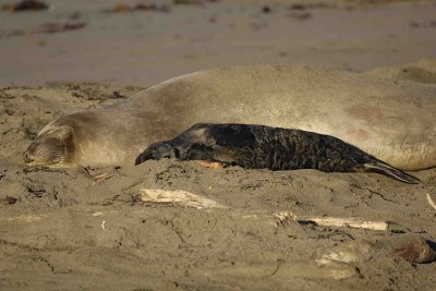 Seal, Northern Elephant, Cow,  Pup-123006-Piedras Blancas, CA, Pacific Ocean-0348.jpg