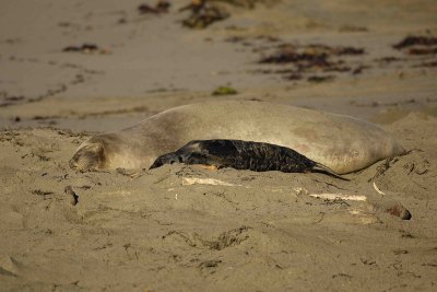Seal, Northern Elephant, Cow,  Pup-123006-Piedras Blancas, CA, Pacific Ocean-0349.jpg