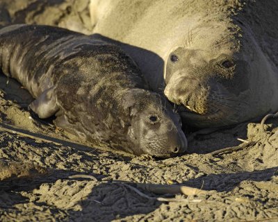 Seal, Northern Elephant, Cow,  Pup-123006-Piedras Blancas, CA, Pacific Ocean-0373.jpg