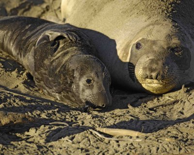 Seal, Northern Elephant, Cow,  Pup-123006-Piedras Blancas, CA, Pacific Ocean-0377.jpg