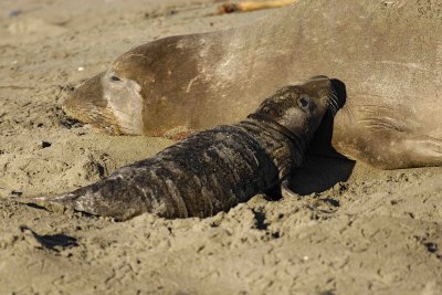 Seal, Northern Elephant, Cow,  Pup-123006-Piedras Blancas, CA, Pacific Ocean-0460.jpg