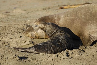 Seal, Northern Elephant, Cow,  Pup-123006-Piedras Blancas, CA, Pacific Ocean-0470.jpg