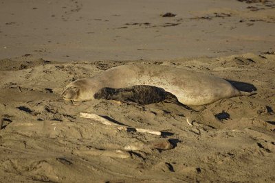 Seal, Northern Elephant, Cow,  Pup-123006-Piedras Blancas, CA, Pacific Ocean-0597.jpg