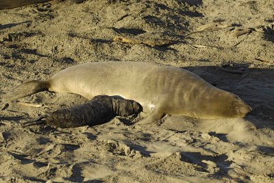 Seal, Northern Elephant, Cow,  Pup-123006-Piedras Blancas, CA, Pacific Ocean-0621.jpg