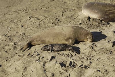Seal, Northern Elephant, Cow,  Pup-123006-Piedras Blancas, CA, Pacific Ocean-0678.jpg