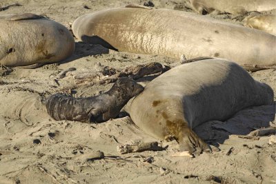 Seal, Northern Elephant, Cow, Pup Nursing-122906-Piedras Blancas, CA, Pacific Ocean-0307.jpg