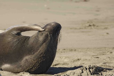 Seal, Northern Elephant, Cow, scratching-122906-Piedras Blancas, CA, Pacific Ocean-0492.jpg