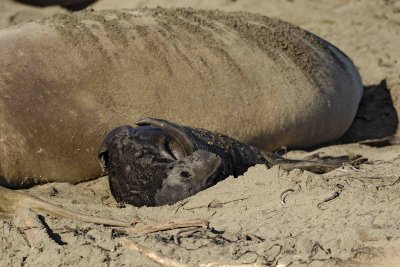 Seal, Northern Elephant, Pup-122906-Piedras Blancas, CA, Pacific Ocean-0102.jpg