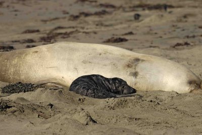 Seal, Northern Elephant, Pup-122906-Piedras Blancas, CA, Pacific Ocean-0213.jpg