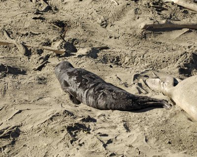 Seal, Northern Elephant, Pup-122906-Piedras Blancas, CA, Pacific Ocean-0425.jpg