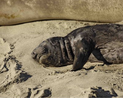 Seal, Northern Elephant, Pup-123006-Piedras Blancas, CA, Pacific Ocean-0523.jpg
