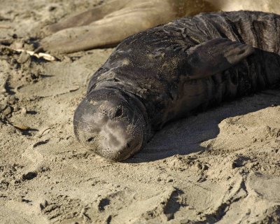 Seal, Northern Elephant, Pup-123006-Piedras Blancas, CA, Pacific Ocean-0542.jpg