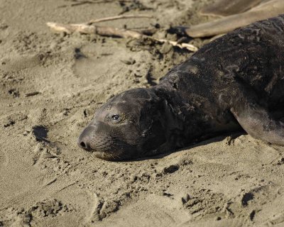 Seal, Northern Elephant, Pup-123006-Piedras Blancas, CA, Pacific Ocean-0550.jpg