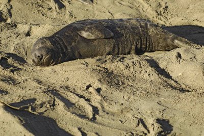 Seal, Northern Elephant, Pup-123006-Piedras Blancas, CA, Pacific Ocean-0656.jpg
